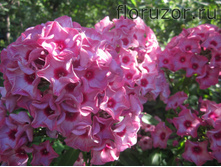 ��������� �����