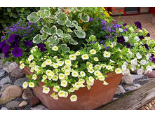 ���������� � ����������.jpg