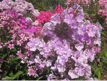 ���� �����