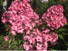 ��������� �����