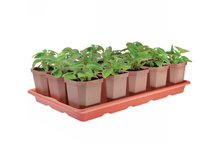 ����� ��� ������� �� 15������� (410�235�90) ���� 116,74 ���.jpg