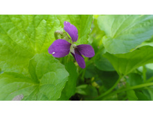 ������ ����������� �������