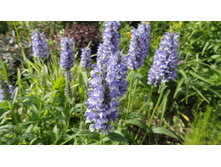 �������� ��� ���