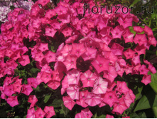 ��� �����