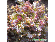 ����� �������� ������ ���� 11,9 ���. (0,2 ��.).jpeg