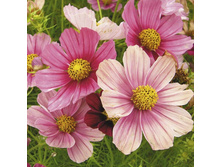 ������ F1 ��������� �����..jpg