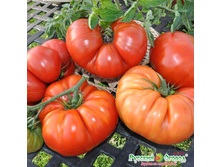 ����� F1 ������ 19,2 ���. (12 ��.).jpeg