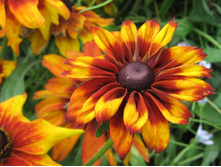 �������� ������� ������ �����.jpg