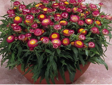 ���������� ����������� ������.jpg