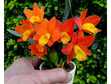 Pot.Chian-Tzy Goldenorange'Golden Boy' 黃金男孩（MC-CTA546）.jpg