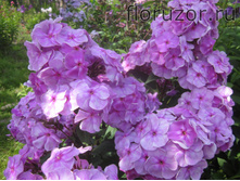 ����� ����