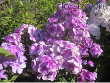 ������� �������