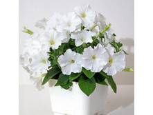 ������� F1 ������� ������ ��������� ���. ����.jpg