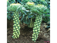 ������� ����������� �������� 10,7 ���. (0.5 ��.).jpg