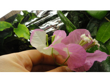 ����������� Turkish Delight- ������ ��� ������� , ������� ���� �� ����� ����� ....!!!!