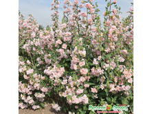 ������� �������� ������.jpeg