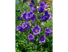 ����������� ��������, ���� �� ��������� � �����.jpg