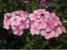 ����-����