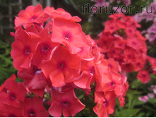 ������ �������