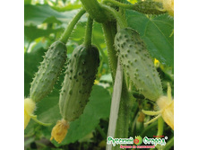 ������ F1 ��� �������� 17 ���. (10 ��.).jpeg