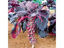 ������� ����������� �������� 10,5 ���. (0,3 ��.).jpg