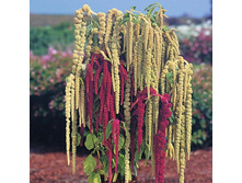 ������� ����������� ����� �����. ����. ����� ������ �� ���������2.JPG