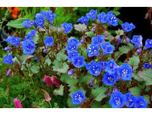 ������� �������������� �����������.jpg