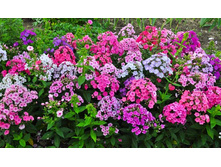 ����� ������� �����2.jpg