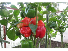 ����� �������������� ���� ���. ����2.jpg