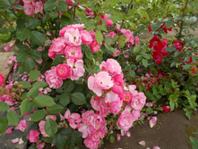 ������ (�)