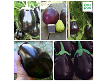 �������� ��������� 28,4 ���. (5 ��.).jpg