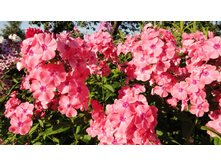 ���� ������