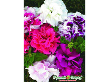 ������� F1 ���, ����� 29,20 ���. (12 ��.).jpeg