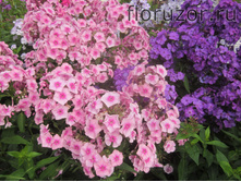 ����� ����