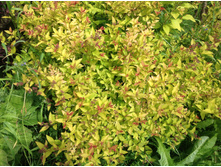 ������ ����� ����