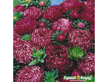 ����� ������ ��� 16 ���. (0,1 ��.).jpeg