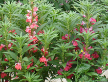 ��������� ������� 2.jpg