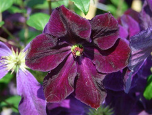 ����� +)) No6