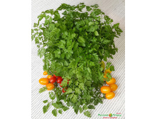 ������� ��������� 9,1 ���. (0,5 ��.).jpeg