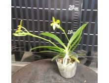 P.cornu-cervi alba(variation) 2.jpg