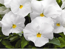 ����� ����������.jpg