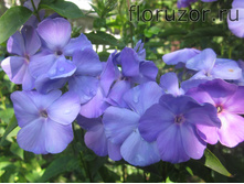 ��� ������, ��� ������