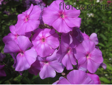 ��������� ����