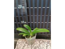 P.panthtrina × self.jpg