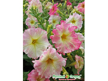 ������� F1 ������ 20 ���. (10 ��.).jpeg