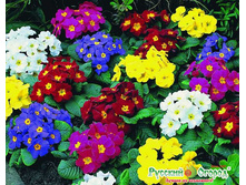 ������� ������� �����.jpeg