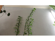 ���������� ���� - ���� ..