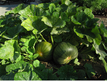 ����� �������� ���������.jpg