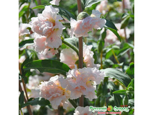 ������� �������� ������2.jpeg