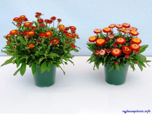 ���������� � �����.jpg